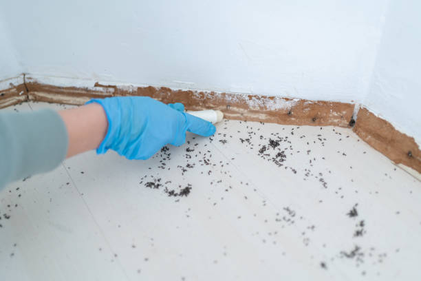 Best Rat Extermination Near Me  in Poway, CA